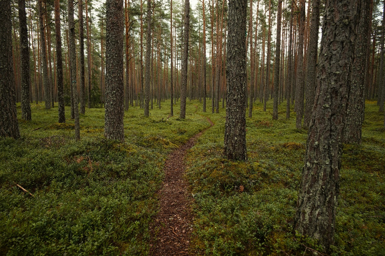 Kayu Pinus Radiata: Keunggulan dari Selandia Baru